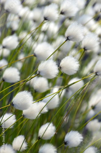 Naklejka na szybę Cotton Grass. Windy weather.