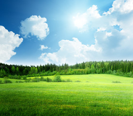 field of grass and perfect sky