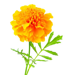 Tagetes flower