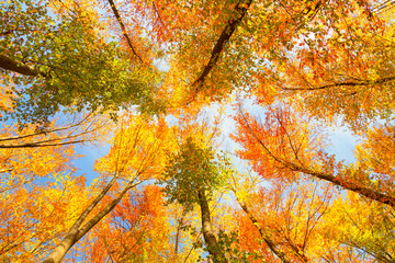 autumn trees