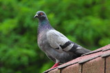 A pigeon is in a municipal park