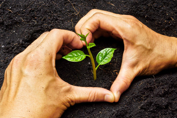 Wall Mural - two hands forming a heart shape around a young plant