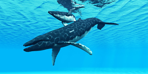 Poster - Humpback Mother and Calf