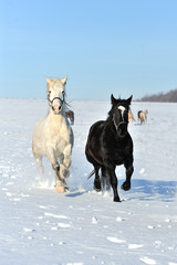 Wall Mural - horse