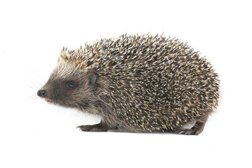 Sticker - hedgehog