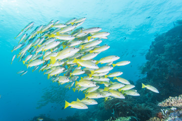 Wall Mural - group of Bluestripe snapper