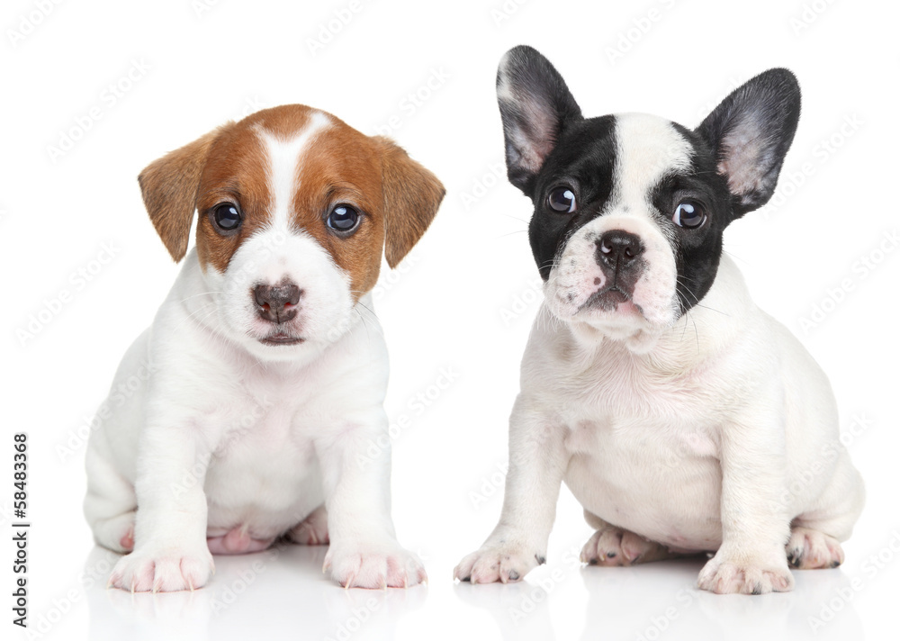 Jack Russell terrier and french bulldog puppies - obrazy, fototapety, plakaty 