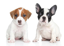 Jack Russell Terrier And French Bulldog Puppies