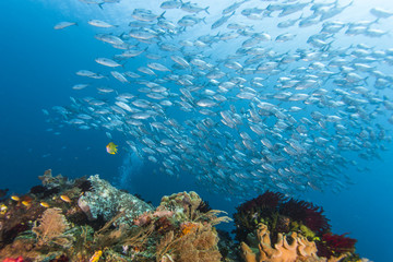 Wall Mural - group of jack fish