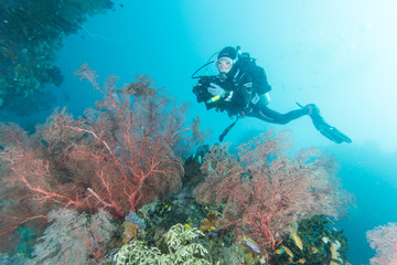 Wall Mural - Diver