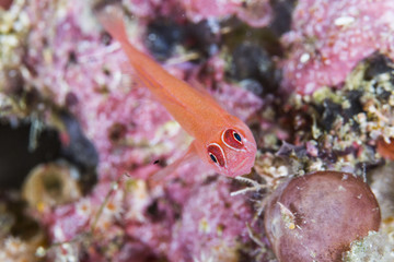 Wall Mural - red lizard fish