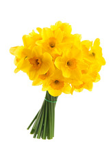 Bouquet Of Yellow Daffodils. Isolated