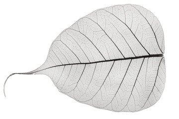 Wall Mural - one grey transparent dried fallen leaf