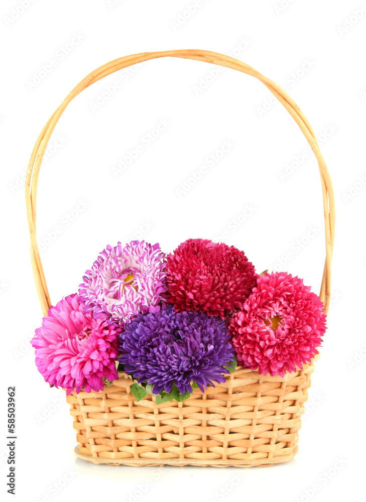 Bright aster flowers in basket, isolated on white