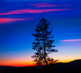Fototapete - Sunset in Yosemite National Park with tree silhouettes