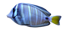 Angelfish Fish