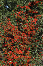 Pyracantha , Buisson Argent Saphyr Rouge Cadou