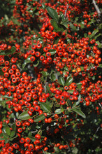 Pyracantha , Buisson Argent Saphyr Rouge Cadou