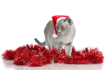 Wall Mural - funny kitten with christmas decorations