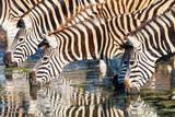Fototapeta  - Zebra Herd Drink Water