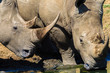 Rhino Wildlife Two