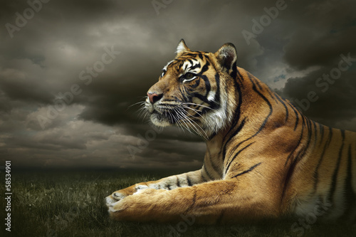 Obraz w ramie Tiger looking and sitting under dramatic sky with clouds