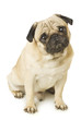 emotional Pug Close-up