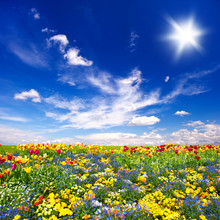 Beautiful Flowers Meadow And Cloudy Blue Sky