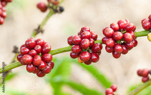 Nowoczesny obraz na płótnie Coffee beans