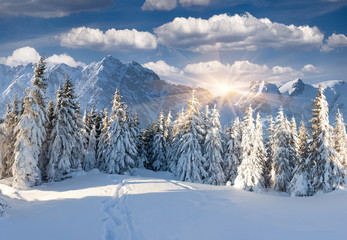 Wall Mural - Beautiful winter landscape in the mountains