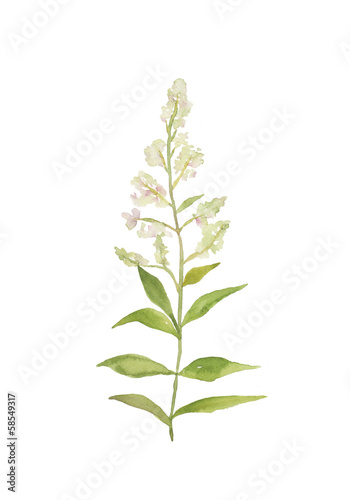 レモンバーベナ Stock イラスト Adobe Stock