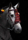 Fototapeta Konie - Wonderful Andalusian stallion in horse show Moscow