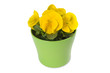 Yellow pansy pot plant, on white. Clipping path included.