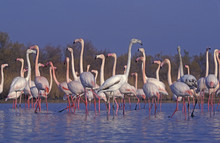 Greater Flamingo, Phoenicopterus Ruber