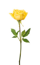 Beautiful Yellow Rose Isolated On White Background