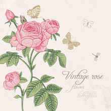 Vintage Vector Card With Blossoming Pink Rose