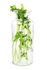 Wall Mural - Snow Pea Sprouts