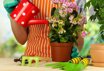 Canvas Print - Transplant flowers in pots close-up