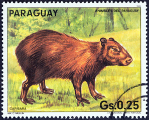 Wall Mural - Capybara (Hydrochoerus hydrochaeris) (Paraguay 1985)