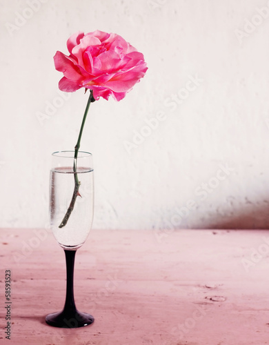 Naklejka na szybę pink rose on white background