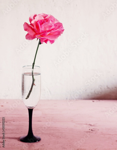 Naklejka ścienna pink rose on white background
