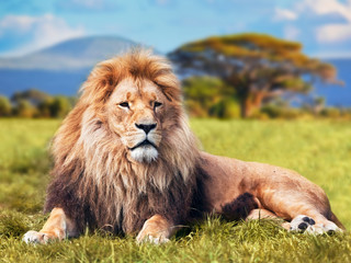 Wall Mural - big lion lying on savannah grass. kenya, africa