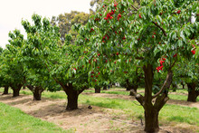 Cherry Trees In Garden