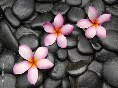 Fototapeta na wymiar Three frangipani flowers on black pebbles
