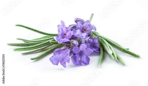 Naklejka na szafę Lavender. Flowers isolated on white