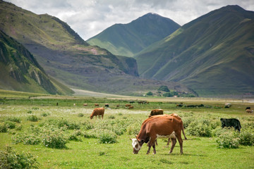 Wall Mural - Cows graze in mountains