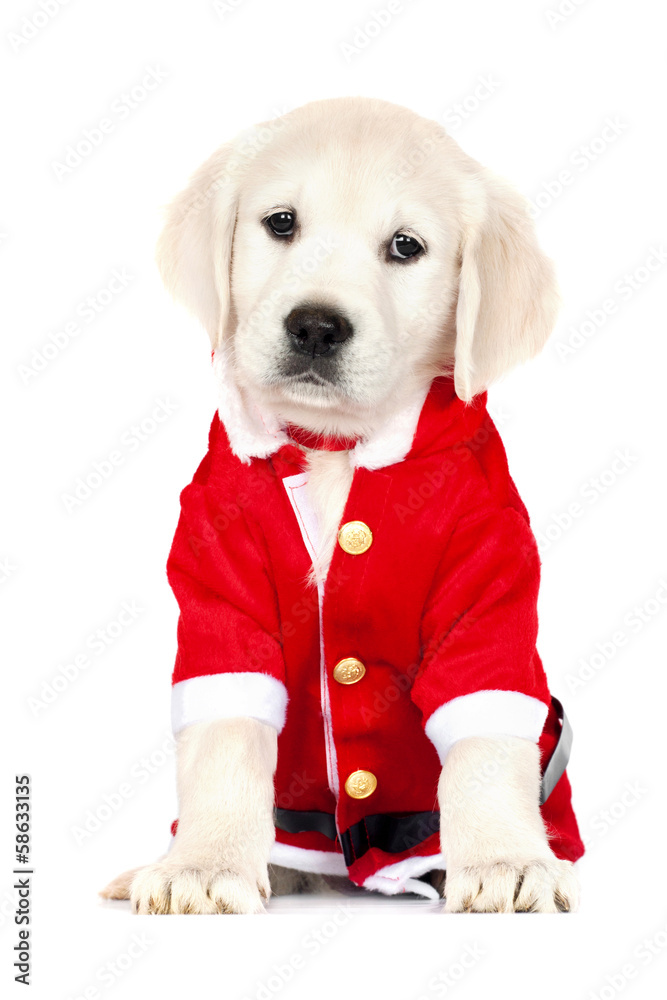 adorable golden retriever puppy in a santa costume Stock Photo | Adobe Stock