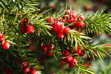 Yew Branch With Berries