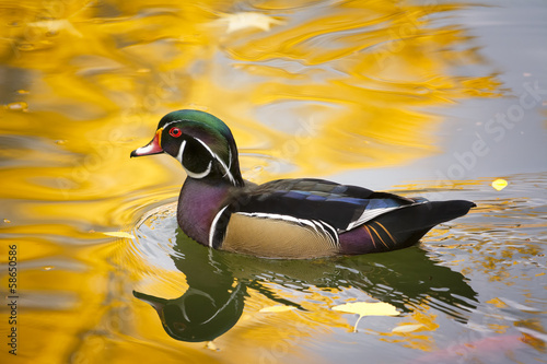 wood-duck-on-golden-pond