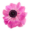 Pink Anemone flower, isolated over white